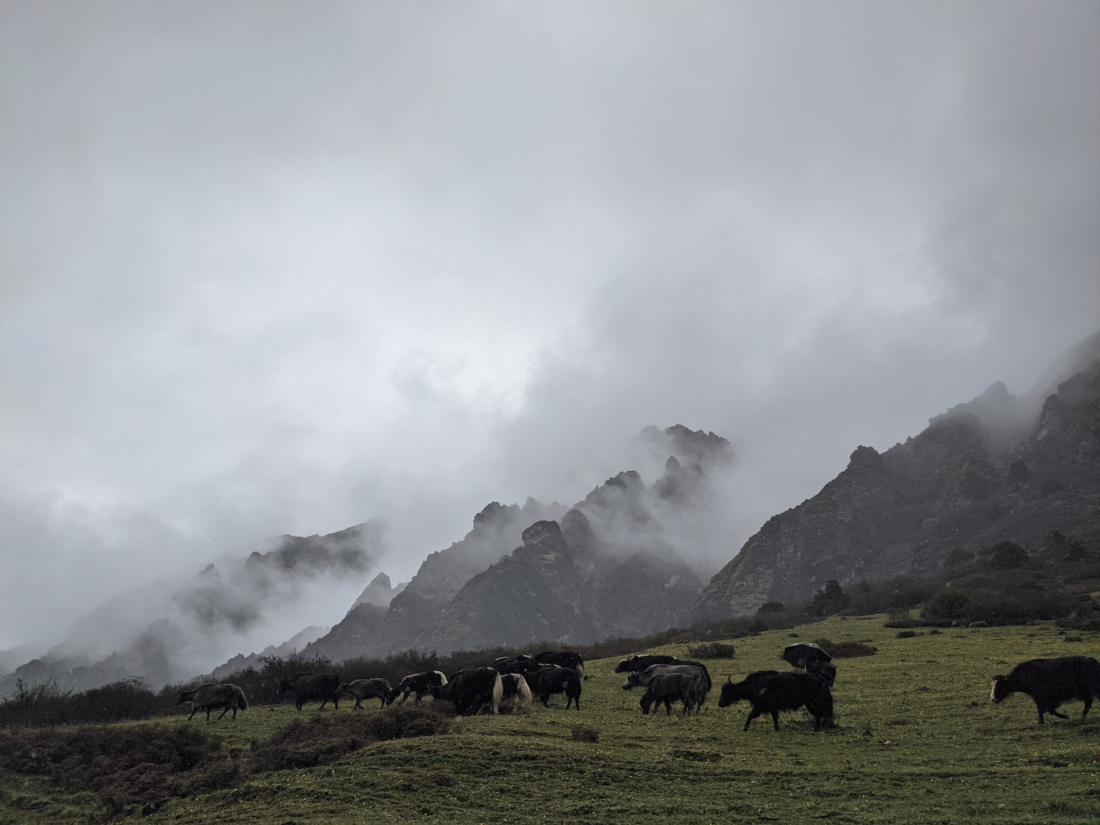 During the second fastpacking trip, we encountered yak herders moving and grazing their animals at 13,000 feet during heavy precipitation.