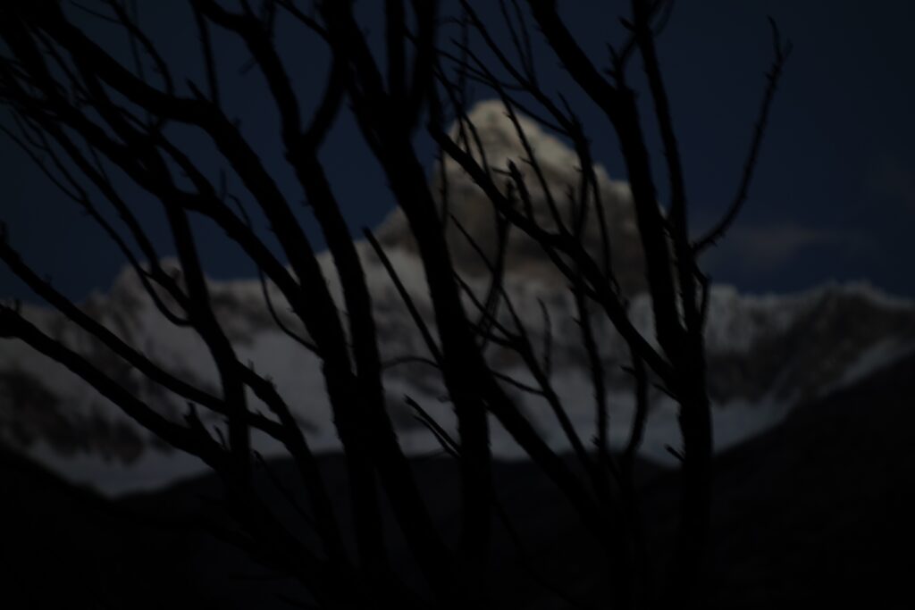 Silhouette of tree with mountains in background.